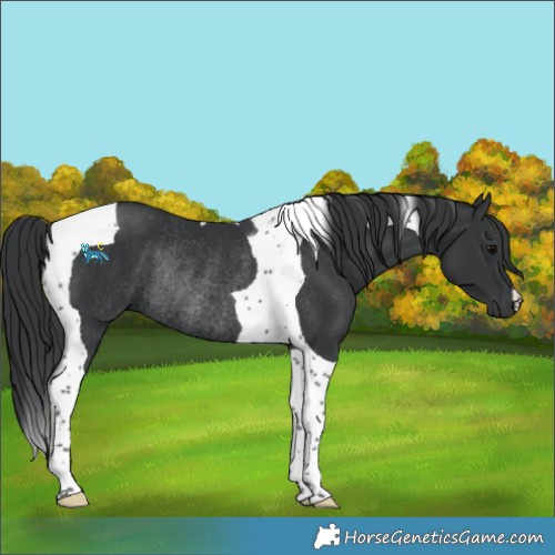 Horse Color:Black Tobiano Rabicano 