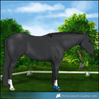 Horse Color:Black 