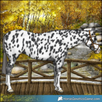 Horse Color:Black Near Leopard 