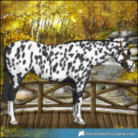 Horse Color:Black Appaloosa 