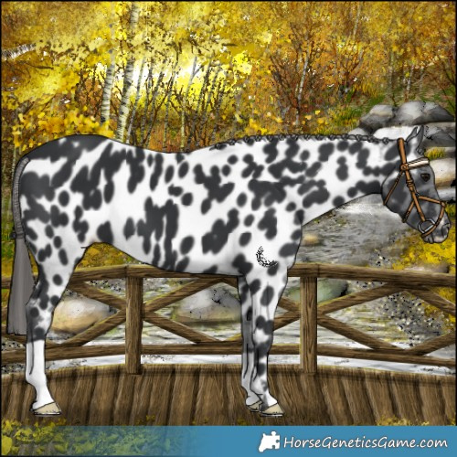 Horse Color:Black Near Leopard 