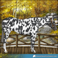 Horse Color:Black Near Leopard 