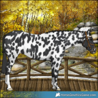 Horse Color:Black Appaloosa 