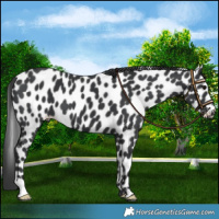 Horse Color:Black Leopard