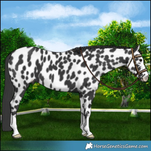 Horse Color:Black Leopard 