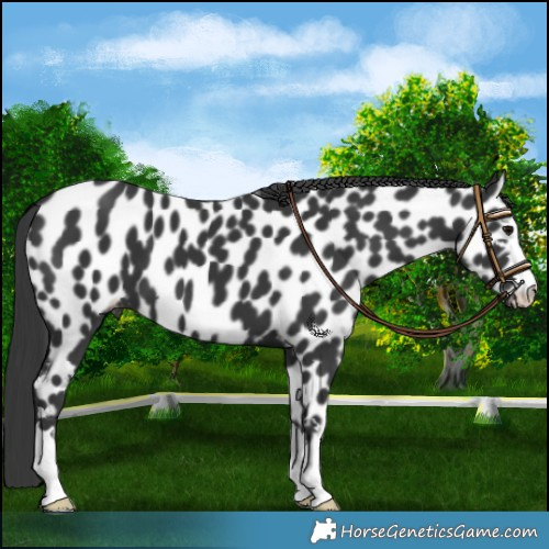 Horse Color:Black Appaloosa 