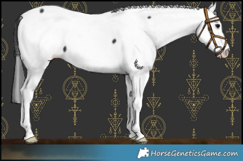 Horse Color:Black Fewspot