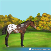 Horse Color:Brown Appaloosa 