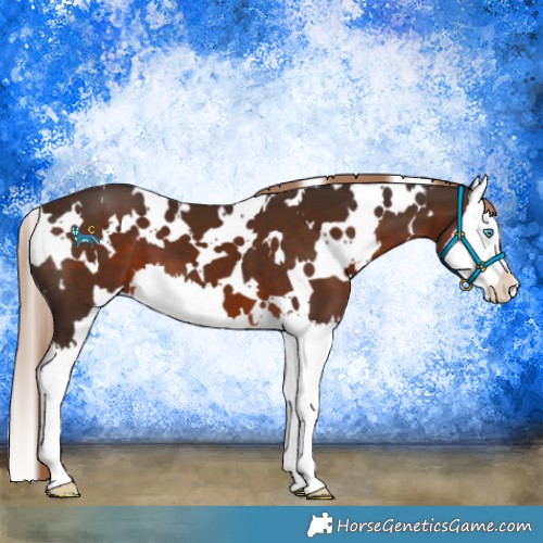 Horse Color:White Spotted Liver Chestnut Splash 