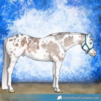 Horse Color:White Spotted Brown Ice Dun Splash Blanket 