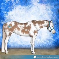 Horse Color:White Spotted Liver Red Dun Splash 