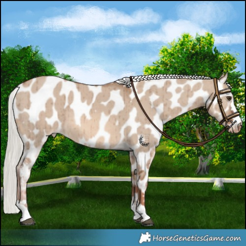 Horse Color:Red Dun Mushroom Near Leopard Brindle 