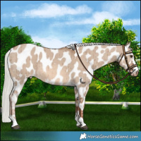 Horse Color:Red Dun Mushroom Near Leopard Brindle 