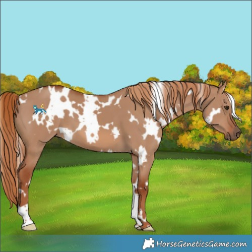 Horse Color:White Spotted Red Dun 