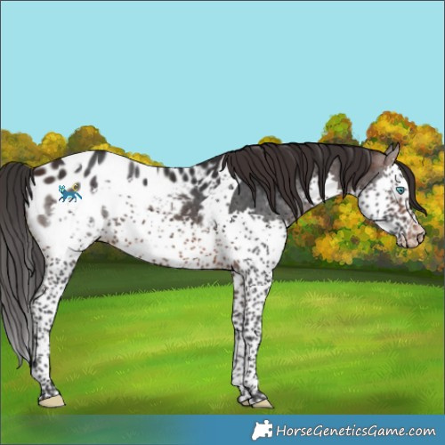Horse Color:White Spotted Brown Splash Tobiano Blanket 