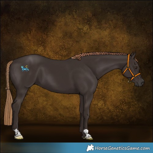 Horse Color:Liver Chestnut 