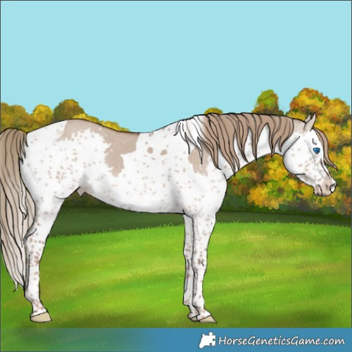 Horse Color:Liver Red Dun Splash Tobiano 