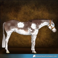 Horse Color:White Spotted Liver Chestnut Splash 