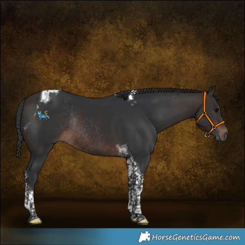 Horse Color:Brown Tobiano Rabicano 