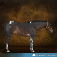 Horse Color:Brown Tobiano Rabicano