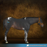 Horse Color:Brown Tobiano Rabicano 
