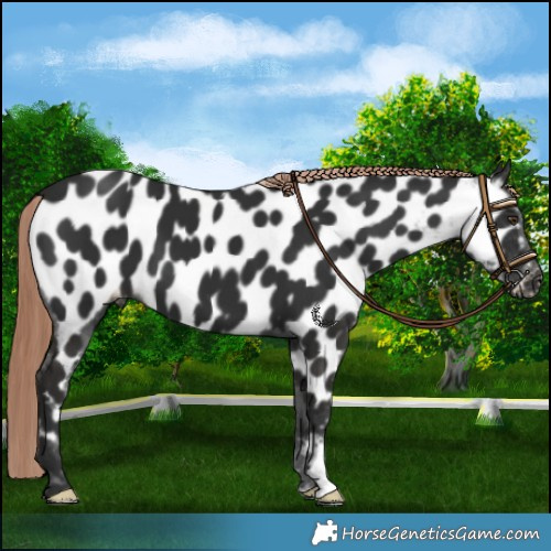 Horse Color:Liver Chestnut Near Leopard 