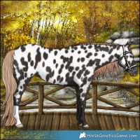 Horse Color:Liver Chestnut Near Leopard