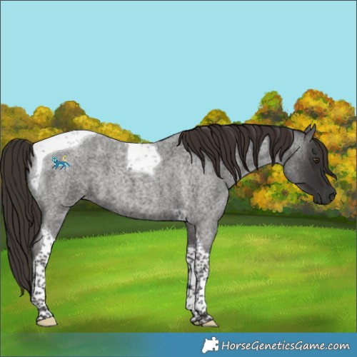 Horse Color:Liver Red Roan Tobiano 