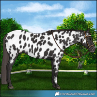 Horse Color:Smoky Black Near Leopard 