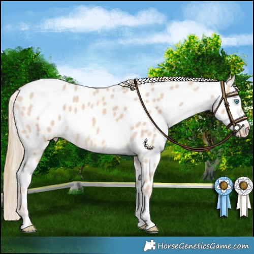 Horse Color:Perlino Appaloosa