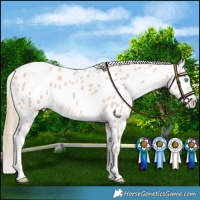 Horse Color:Perlino Near Leopard