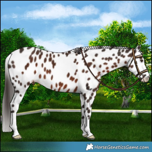 Horse Color:Liver Chestnut Leopard 