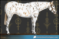 Horse Color:Buckskin Leopard 