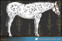 Horse Color:Black Splash Leopard