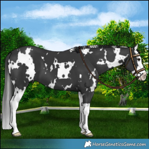 Horse Color:White Spotted Black Splash 