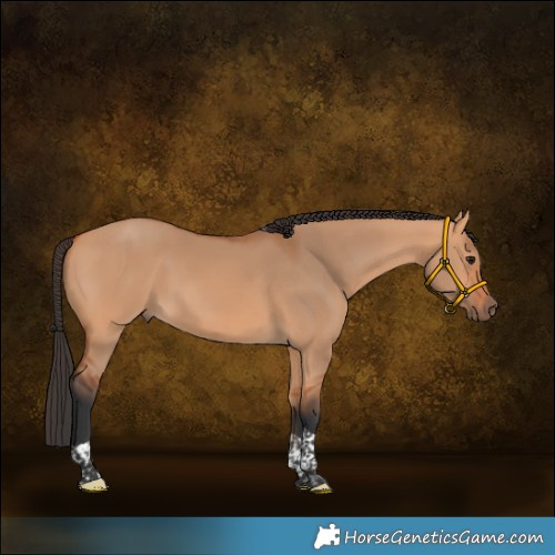 Horse Color:Bay Dun Tobiano 