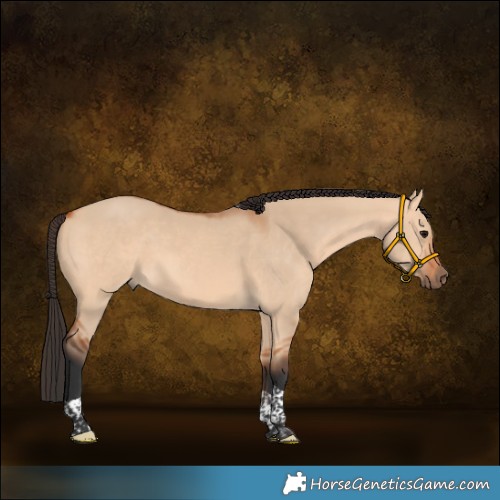 Horse Color:Bay Dun Tobiano 