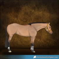 Horse Color:Bay Dun Tobiano 