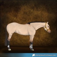 Horse Color:Bay Dun Tobiano