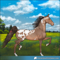 Horse Color:Amber Champagne Near Leopard  and Amber Champagne Blanket 