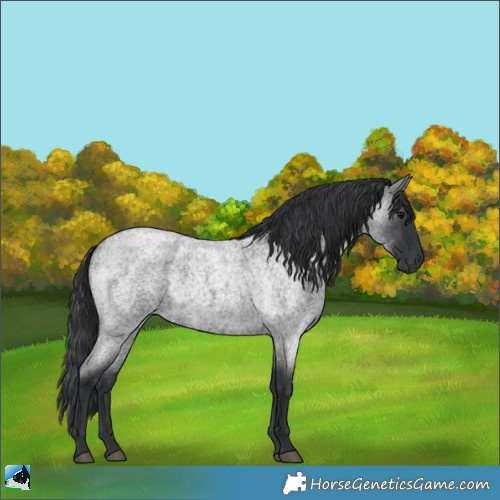 Horse Color:Blue Roan