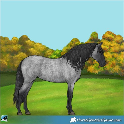 Horse Color:Blue Roan 