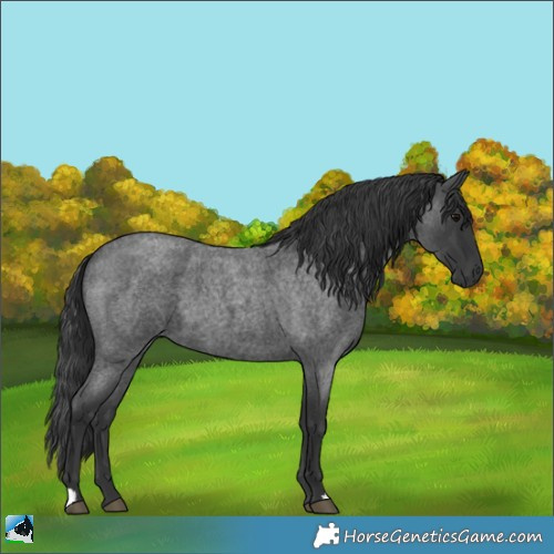 Horse Color:Blue Roan 