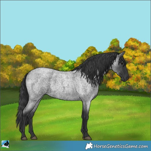 Horse Color:Blue Roan 