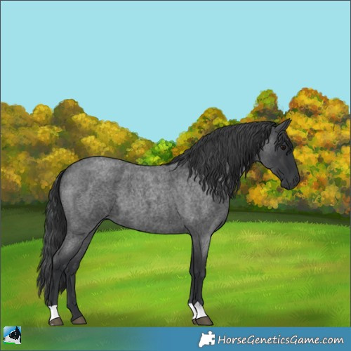 Horse Color:Blue Roan