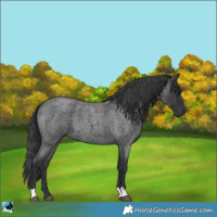 Horse Color:Blue Roan 