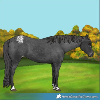 Horse Color:Black Varnish 