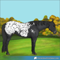 Horse Color:Black Blanket 
