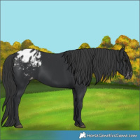Horse Color:Black Appaloosa 