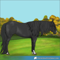 Horse Color:Black 